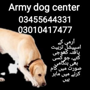 Army dog center (03010417477)