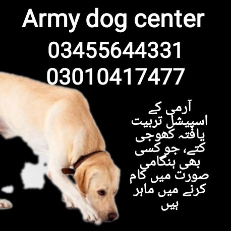 Army dog center (03010417477) cover image